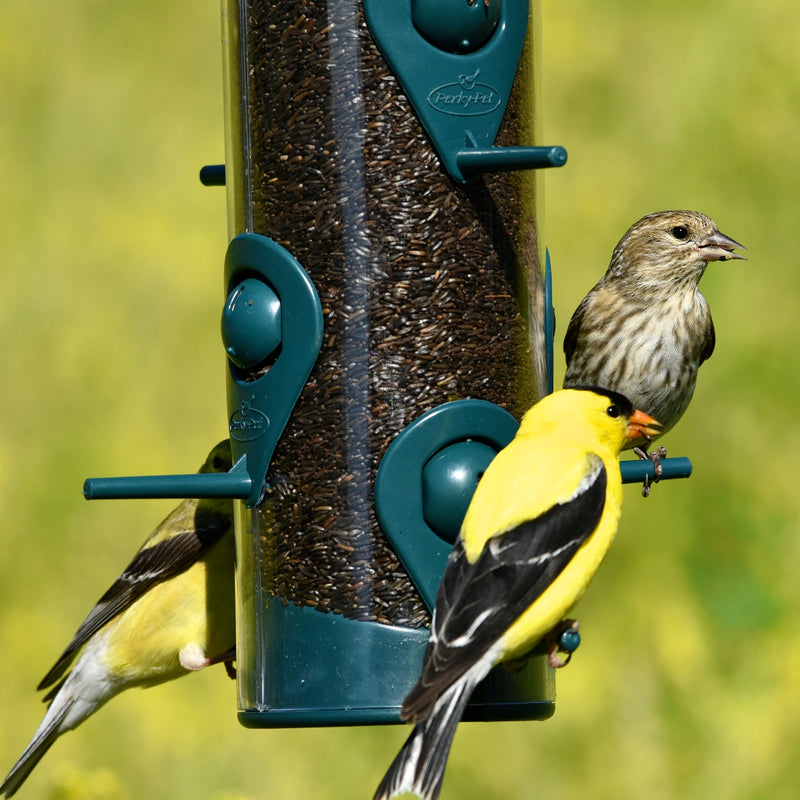 BIRDFEEDER SIERRA 2IN1