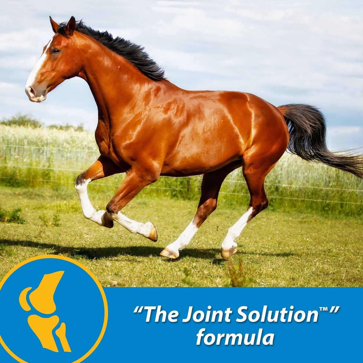 Farnam FluidFlex Joint Solution Liquid Horse Supplement