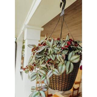 Vigoro 12 in. Tradescantia Zebrina Hanging Basket Plant 46877