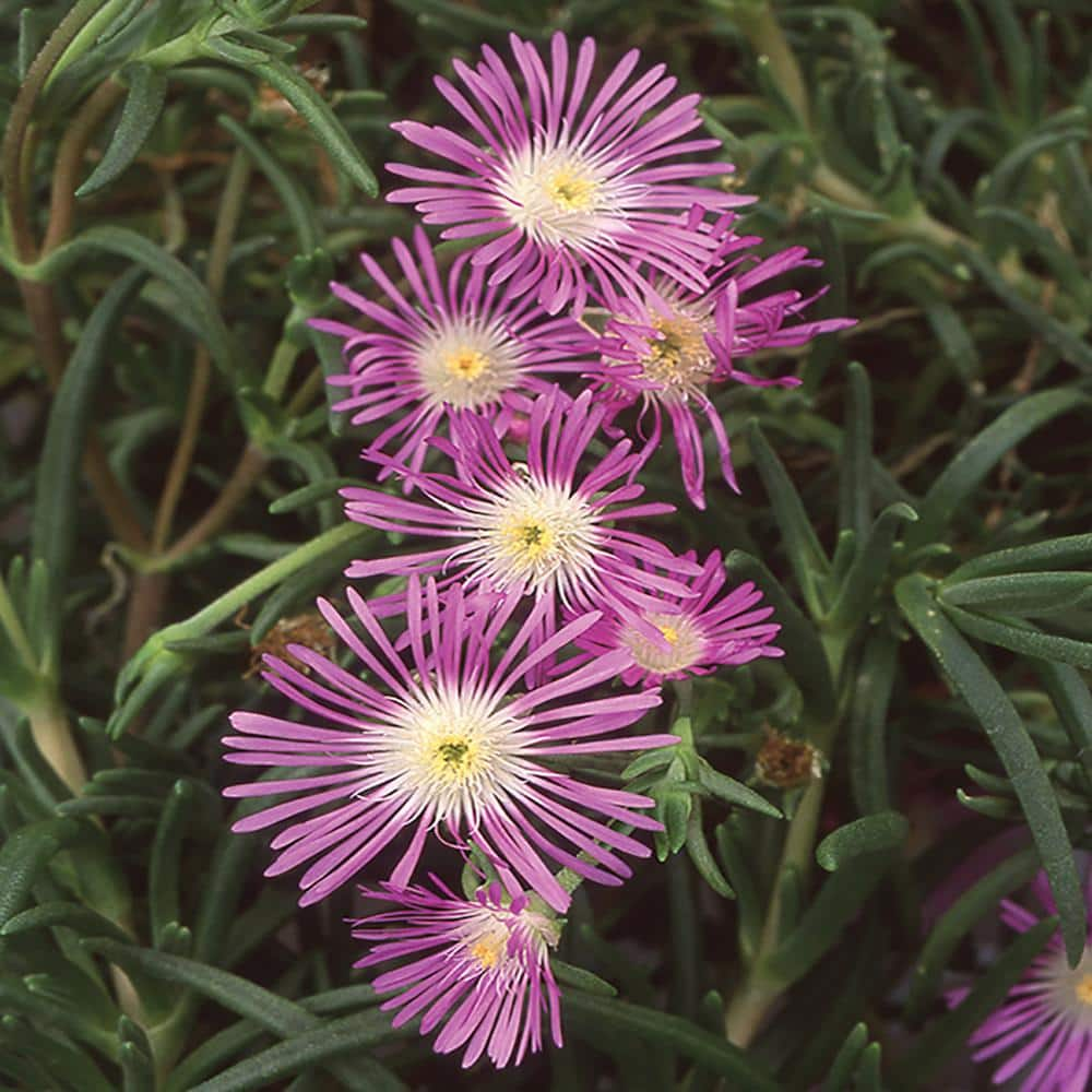 METROLINA GREENHOUSES 2.5 Qt. Wheels of Wonder Purple and White Trailing Ice Plant 70648