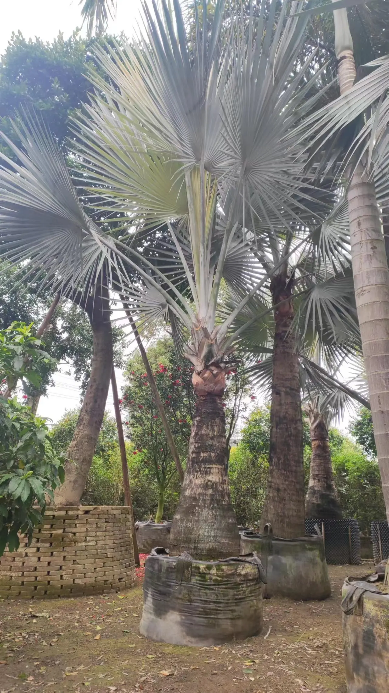 HOKBG Factory direct 109Gallon big size for oil Palm tree  outdoor tropical plant for landscape garden