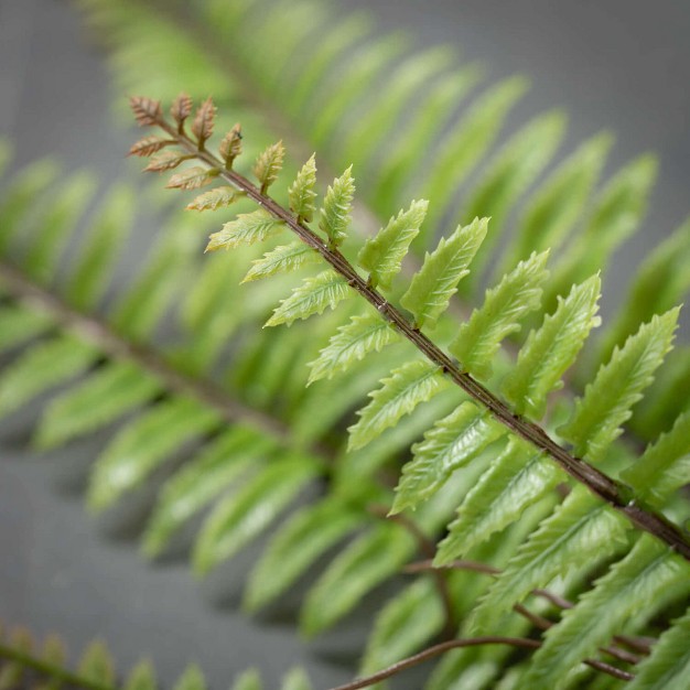 Sullivans Artificial Lush Green Fern Bush