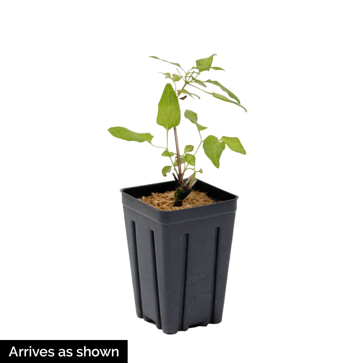 Ashva Clematis Vine， Bare Root Starter Perennial Plant (1-Pack)