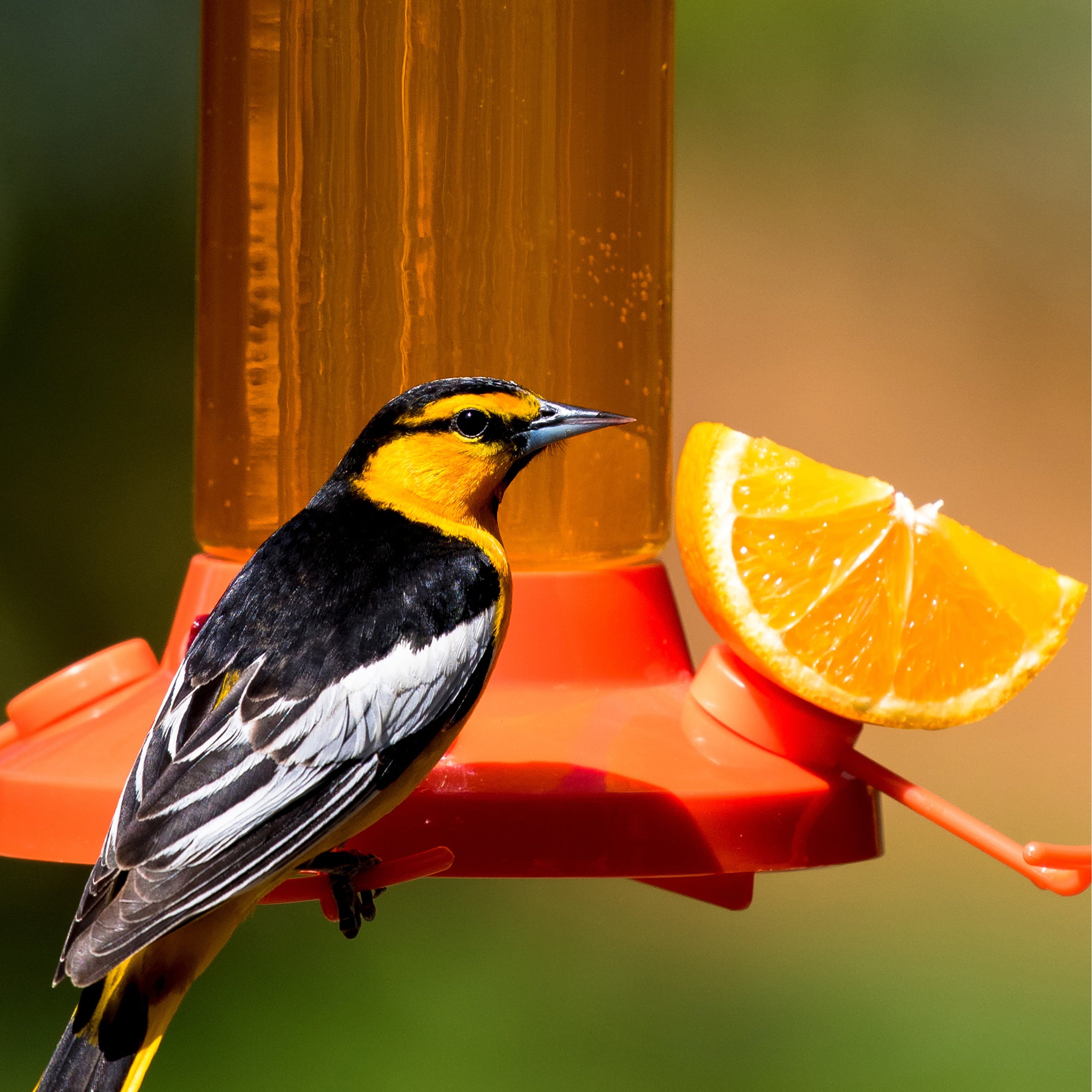 Perky Pet Fruit Trio Oriole Nectar Feeder - 30 oz