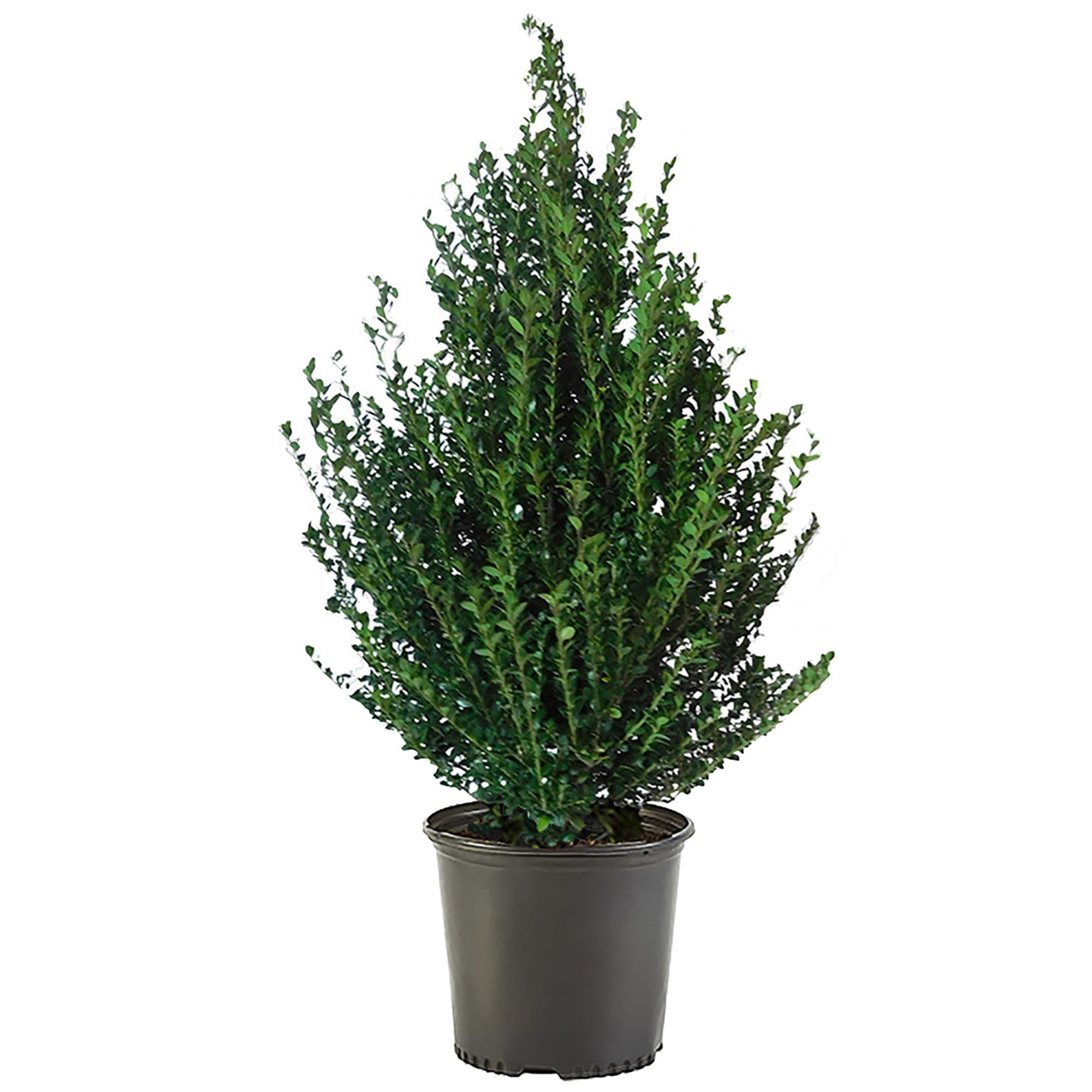 Holly Steeds Upright Japanese (Ilex) Live Shrub (3 Gallon)