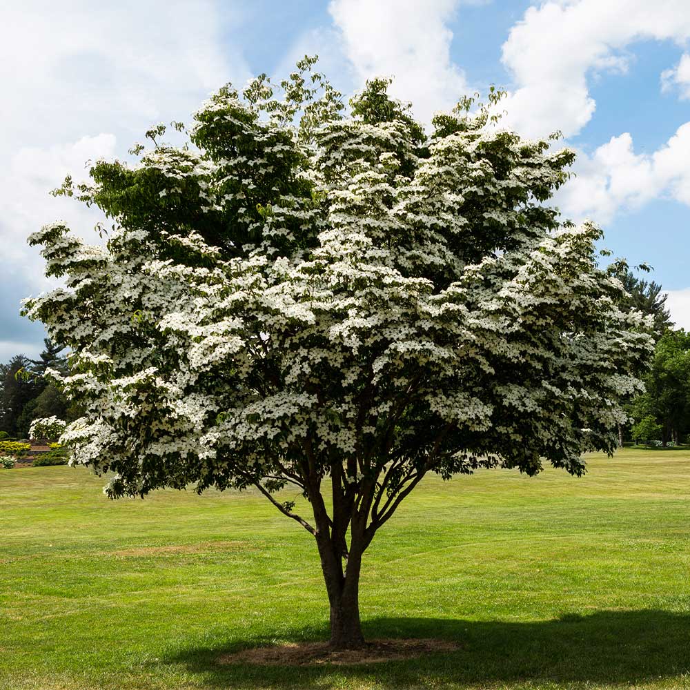 White Kousa Dogwood