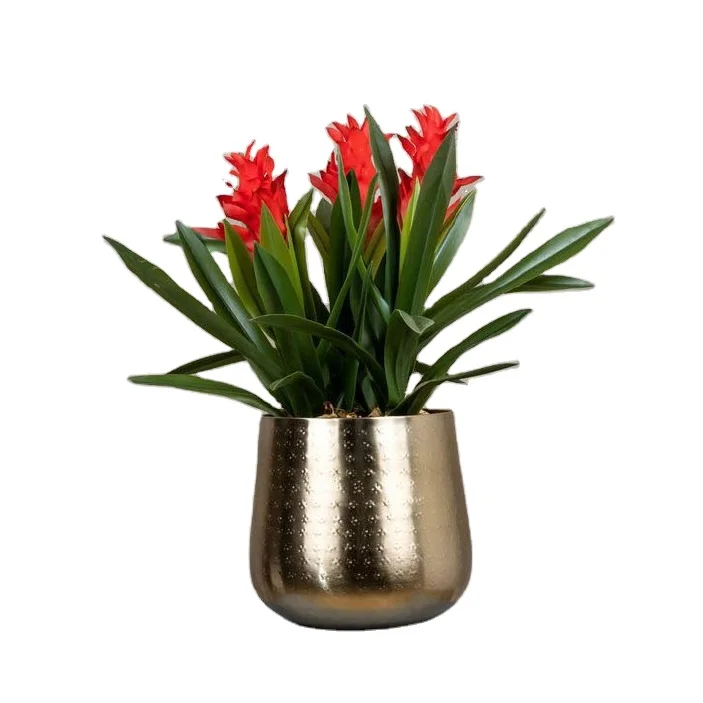 Luxury Design Metal Planter Home Indoor Outdoor Garden Usage Customized Size Metal Planter Made in India