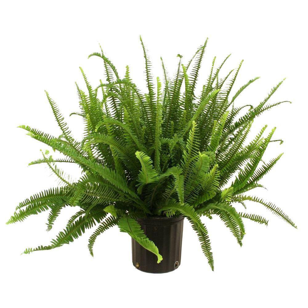 Costa Farms Kimberly Queen IndoorOutdoor Fern in 8-34 in. Grower Pot Avg. Shipping Height 1-2 ft. Tall 10KIM