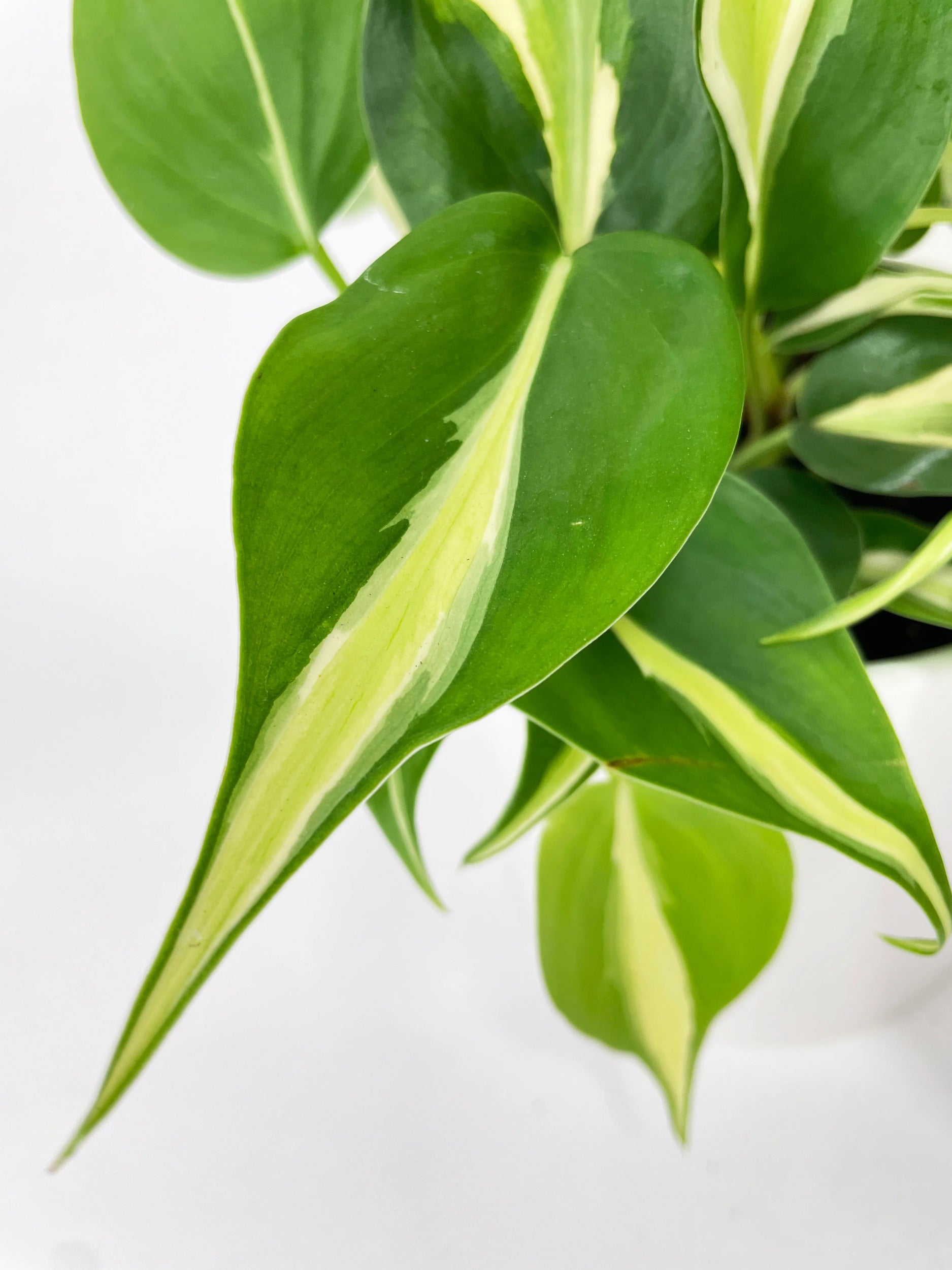 Philodendron Hederaceum Silver Stripe