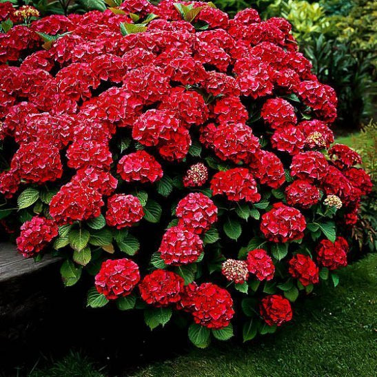 Red Hydrangea Shrub