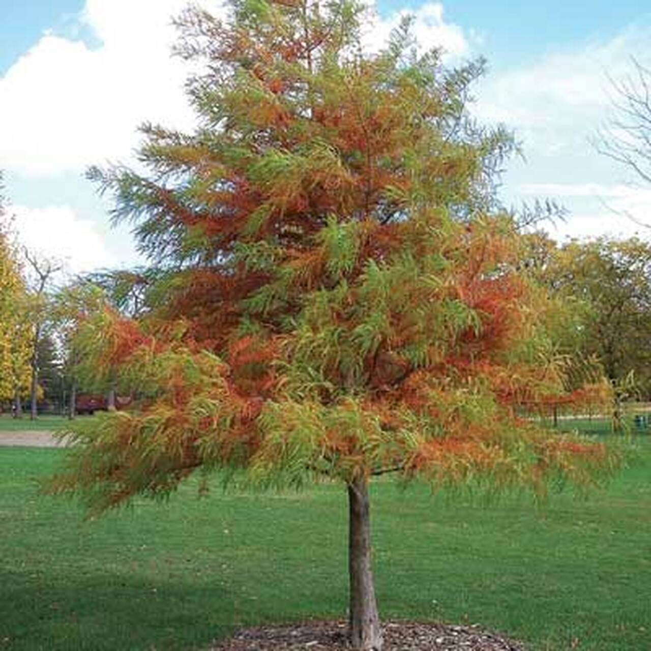 Bald Cypress