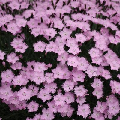 Classy Groundcovers - Border Pinks 'Bath's Pink' Cheddar Pinks {25 Pots - 3 1/2 inch Square}