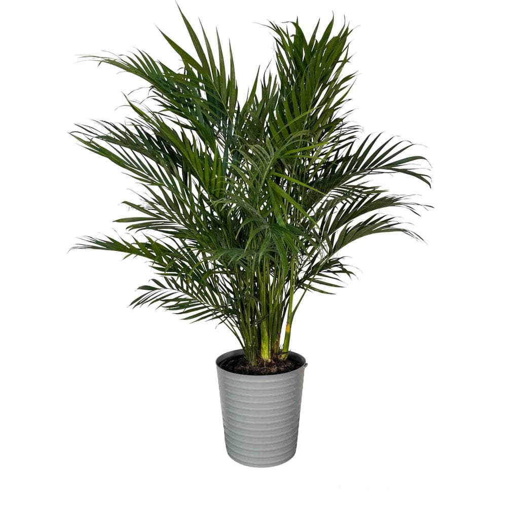 EVERBLOOM GROWERS INC. 10 in. Cat Palm Plant in Deco Pot EBG10CAT