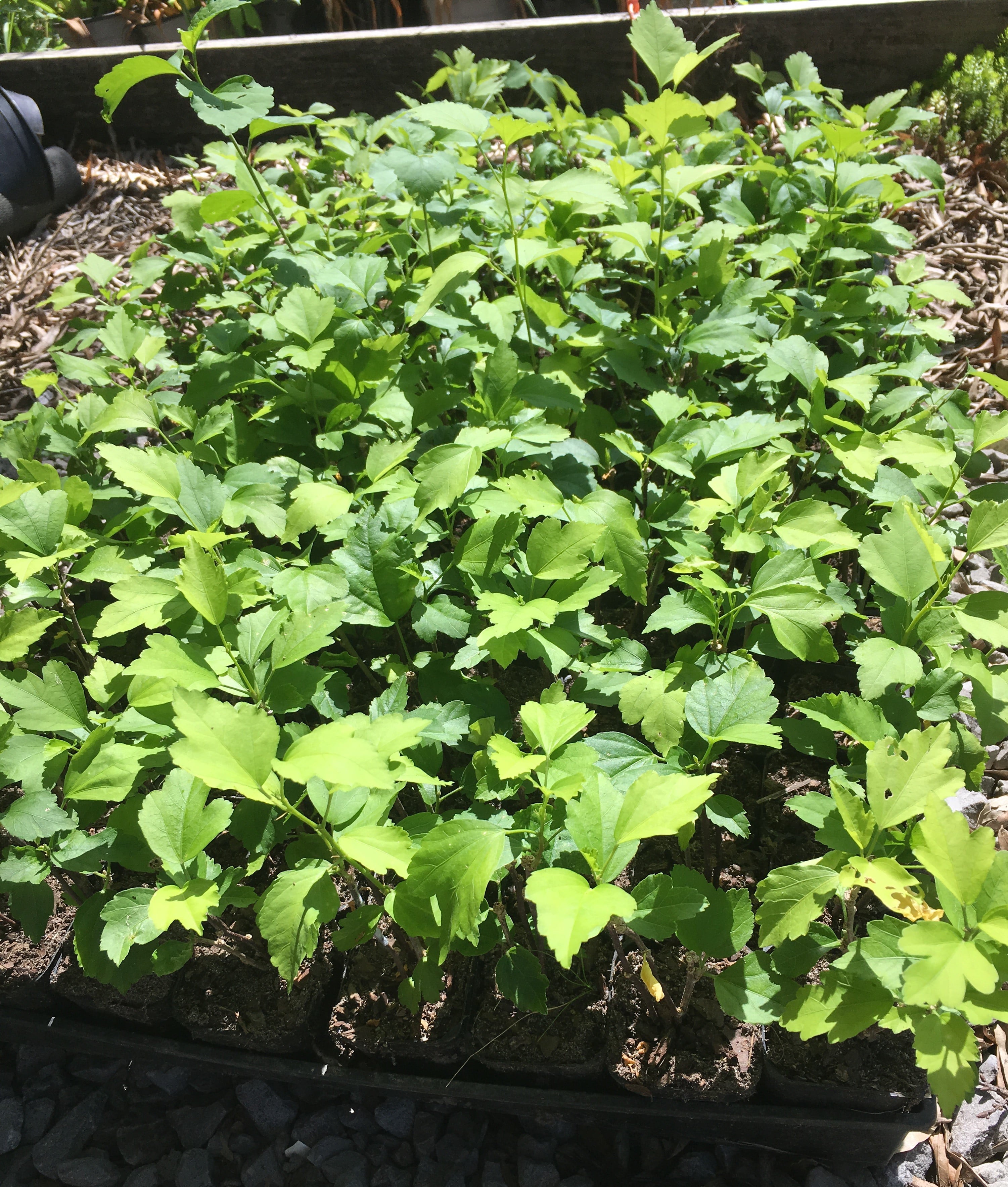 Rose of Sharon Mix， 3 separate plants in 2.25 inch pots.