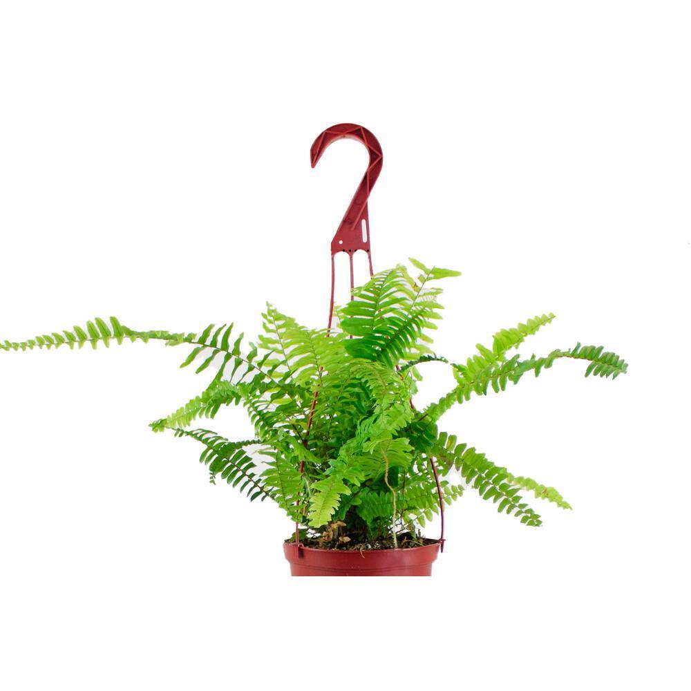 Shop Succulents Nephrolepis Exaltata 'Boston Fern' in 6 in. Grow Pot， Easy to Grow， Indoor/Outdoor Houseplant 1-BOSTON-6