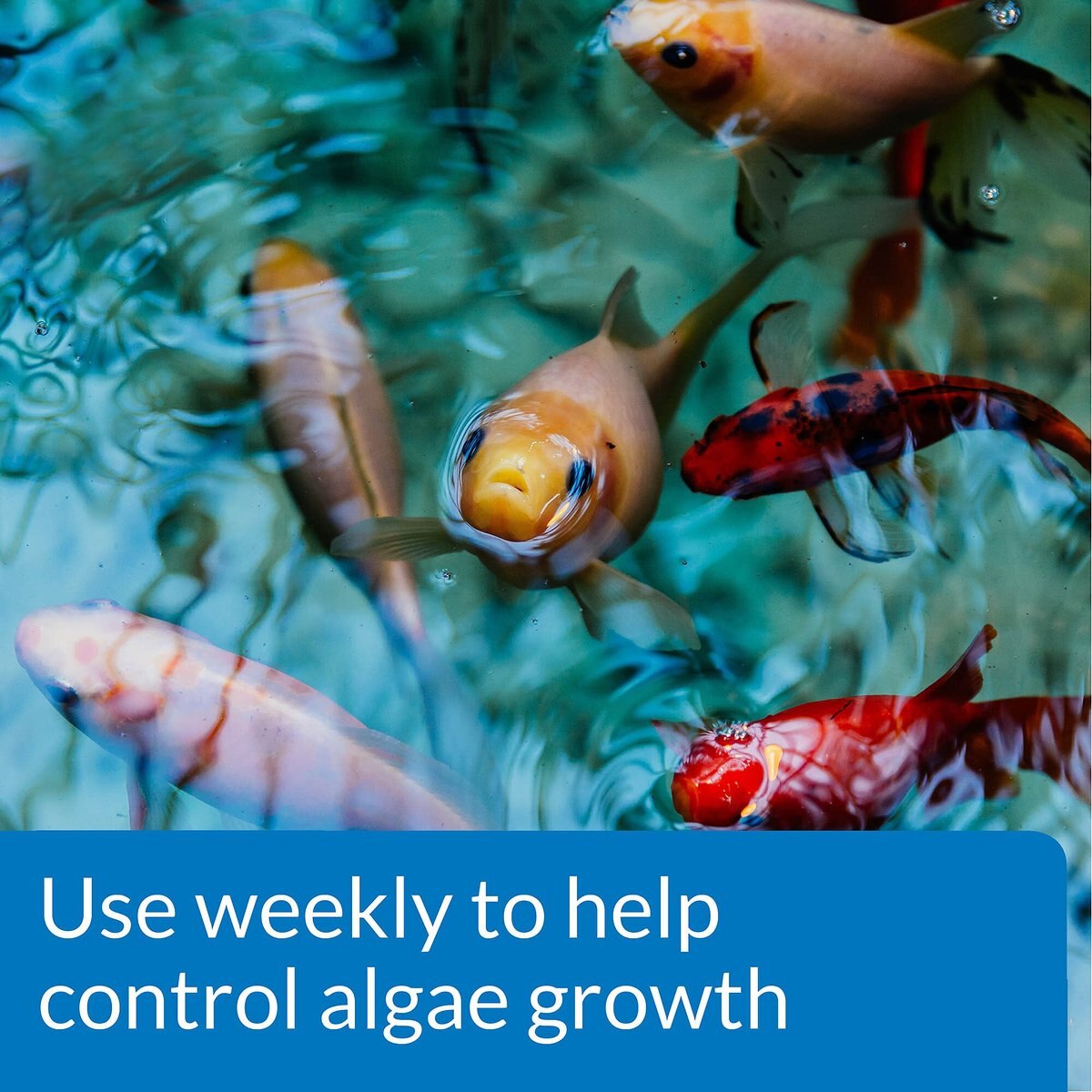 API Pond Algaefix Algae Control Solution