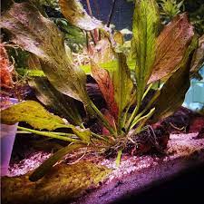 Amazon Sword Red Flame Small Live Aquarium Plants BUY2 GET1 FREE