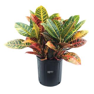 NATURE'S?WAY FARMS Croton Petra Live Outdoor Plant in Growers Pot Average Shipping Height 2-3 Ft. Tall 3600