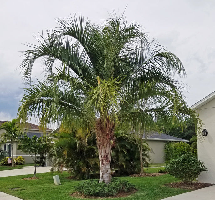 Mule Palm - Live Plant in a 3 Gallon Growers Pot - Xbutiagrus Nabonnandii - Rare Ornamental Palms of Florida