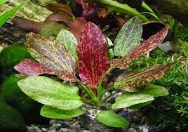 Amazon Sword Red Flame Small Live Aquarium Plants BUY2 GET1 FREE