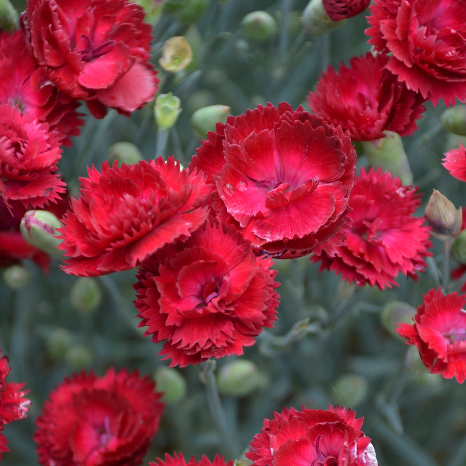 Electric Red Flowering Dianthus Dormant Bare Root Perennial Starter Plant (1-Pack)