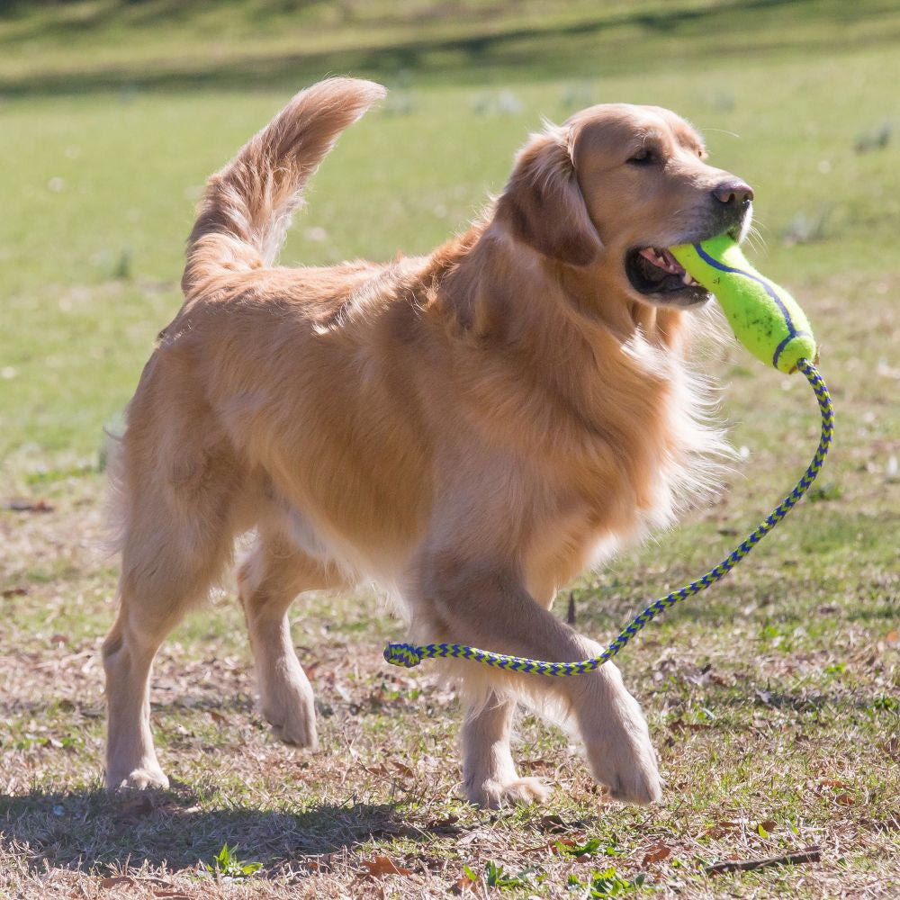 KONG AirDog Squeaker Stick Dog Toy andndash; Pet Empire and Supplies