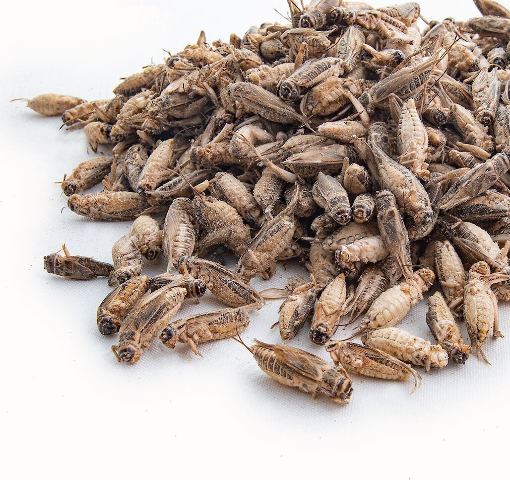 Fluker's Freeze-Dried Crickets Reptile Treats