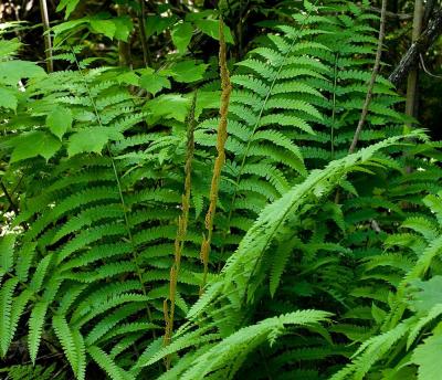 Classy Groundcovers - Cinnamon Fern  {25 Bare Root Plants}