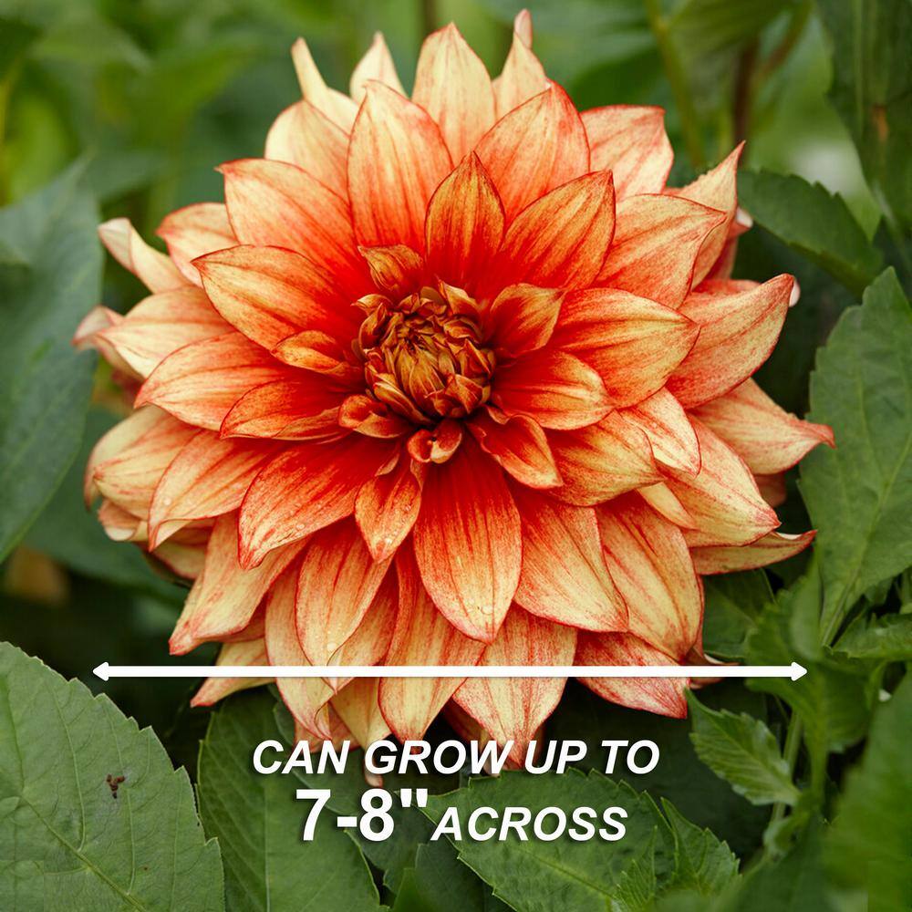 Vigoro Dazzling Magic Dinnerplate Dahlia Flower Bulbs Bare Roots (Bag of 2) ECS-201-02-01