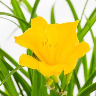 METROLINA GREENHOUSES 2 QT. Yellow Stella D'oro Daylily Perennial Plant (3-Pack) 4029