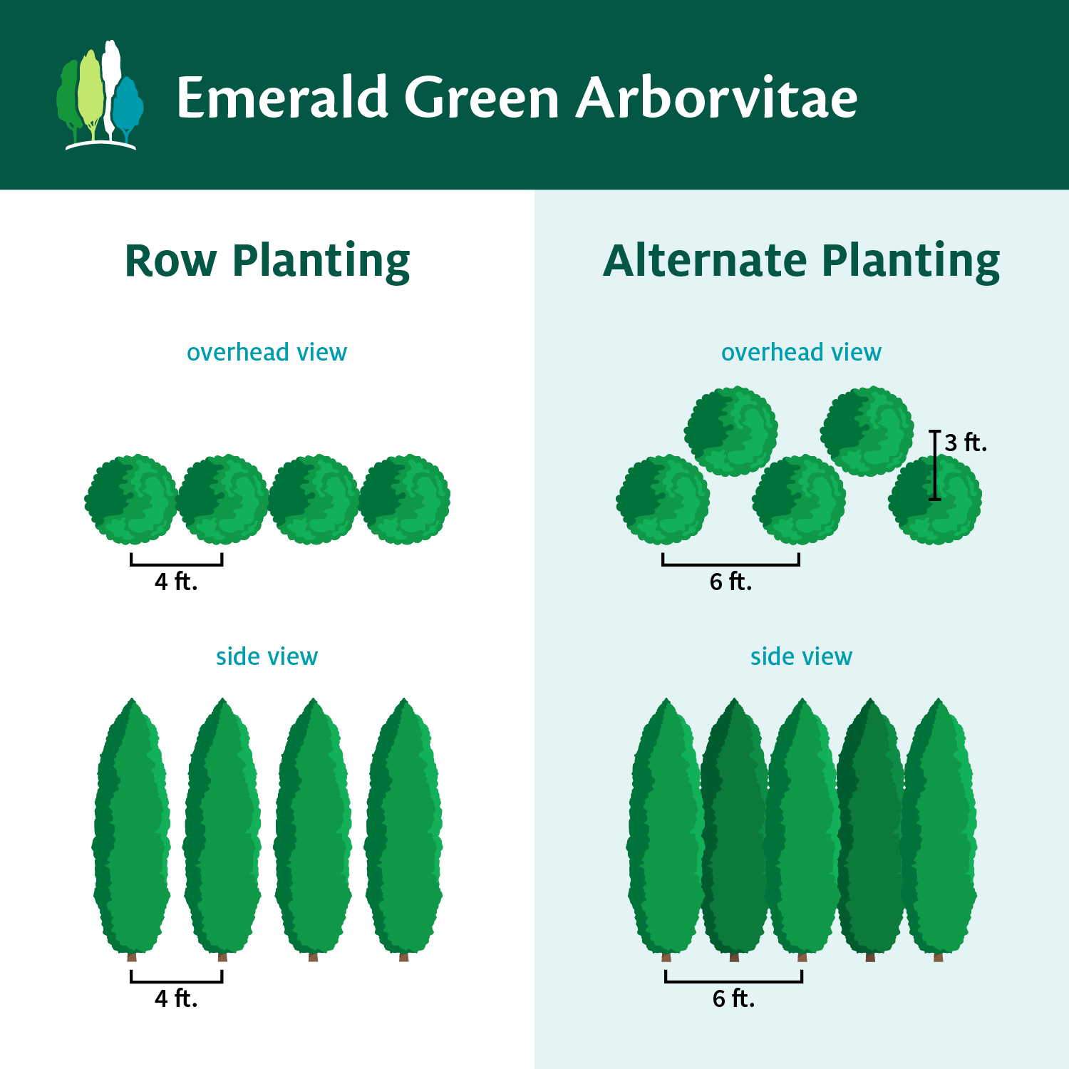 Emerald Green Arborvitae