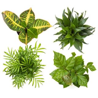 ALTMAN PLANTS 4.25 in. Foliage. Asst (4-Pack) 0881486