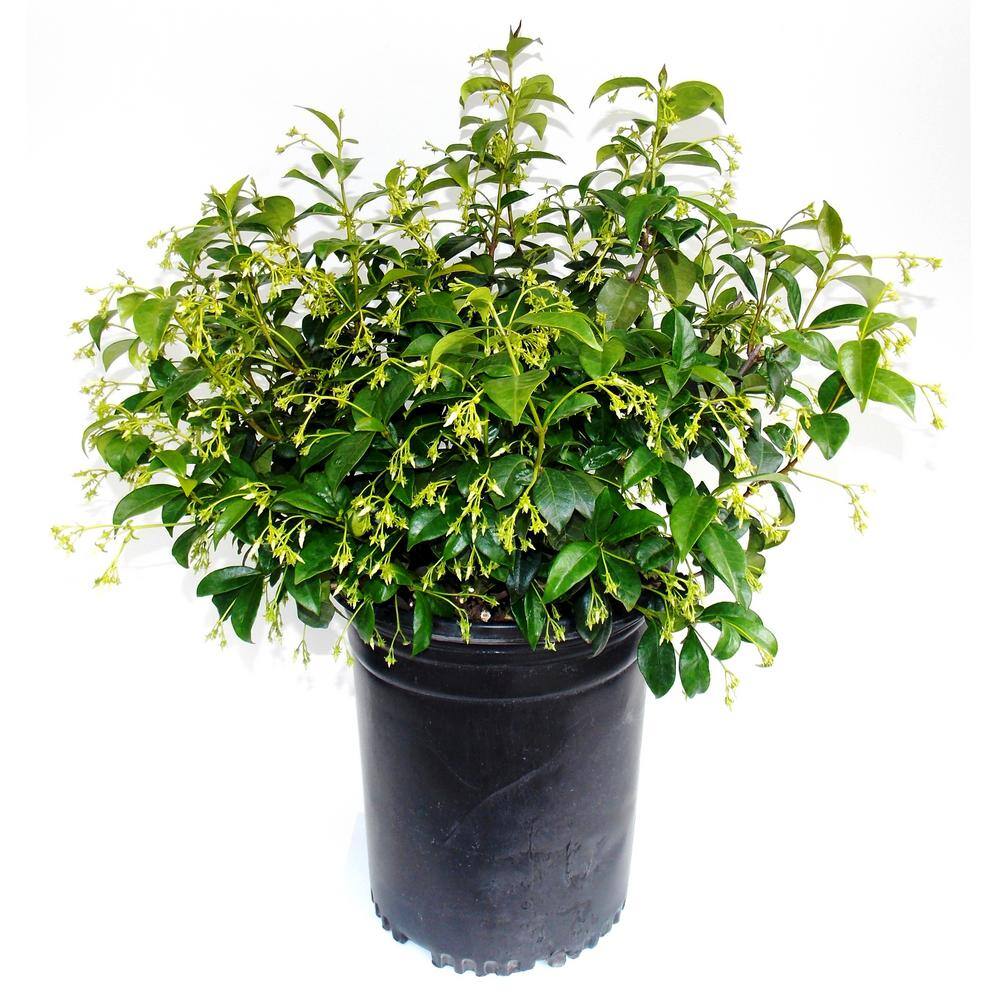 EVERDE GROWERS 5 Gal. Star Jasmine (Bush) TRAJAF0305
