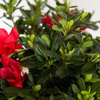 ENCORE AZALEA 2 Gal. Autumn Bonfire Shrub with Clear Red Reblooming Flowers 80372