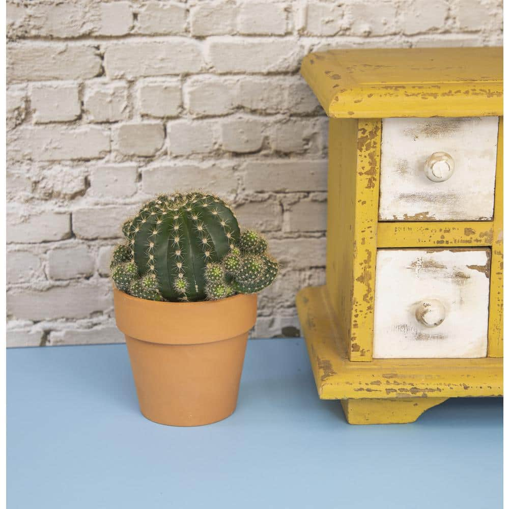 SMART PLANET 9 cm Cactus in Terra Cotta Clay Pot 0872525