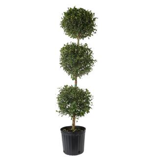 Costa Farms 10 in. Eugenia Topiary 3 Ball Shrub ET10