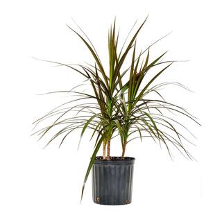 United Nursery Dracaena Marginata Magenta Plant Madagascar Dragon Tree Live in 9.25 inch Grower Pot 00045