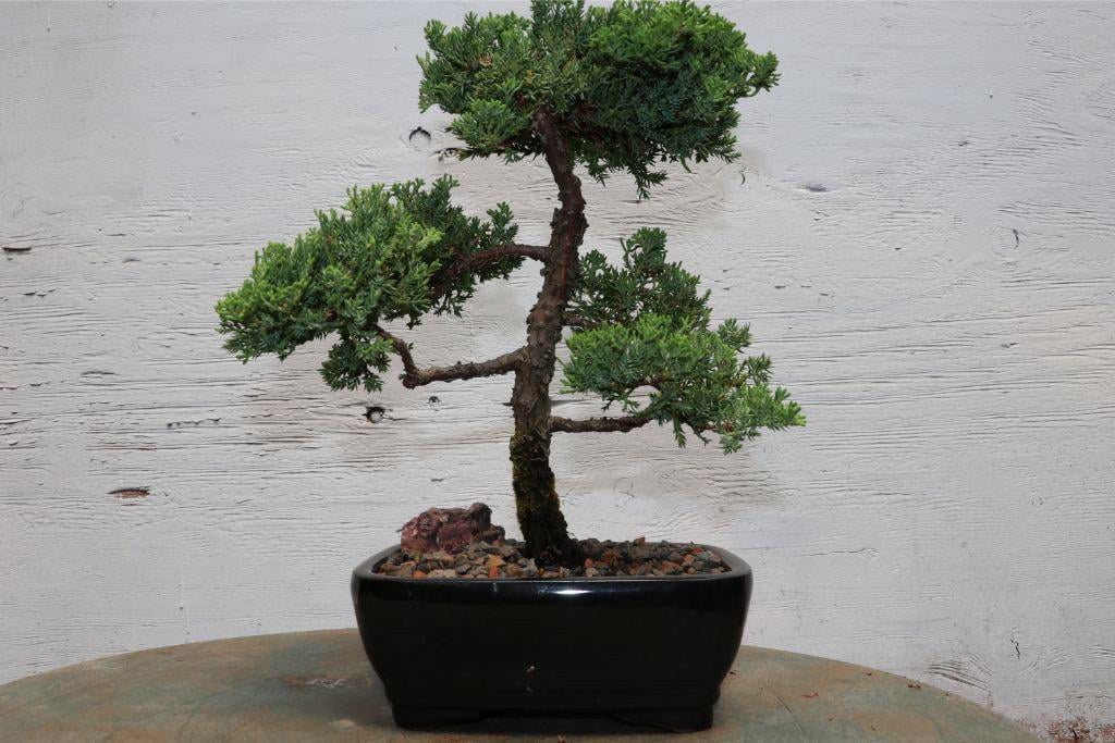 Classic Juniper Bonsai Tree