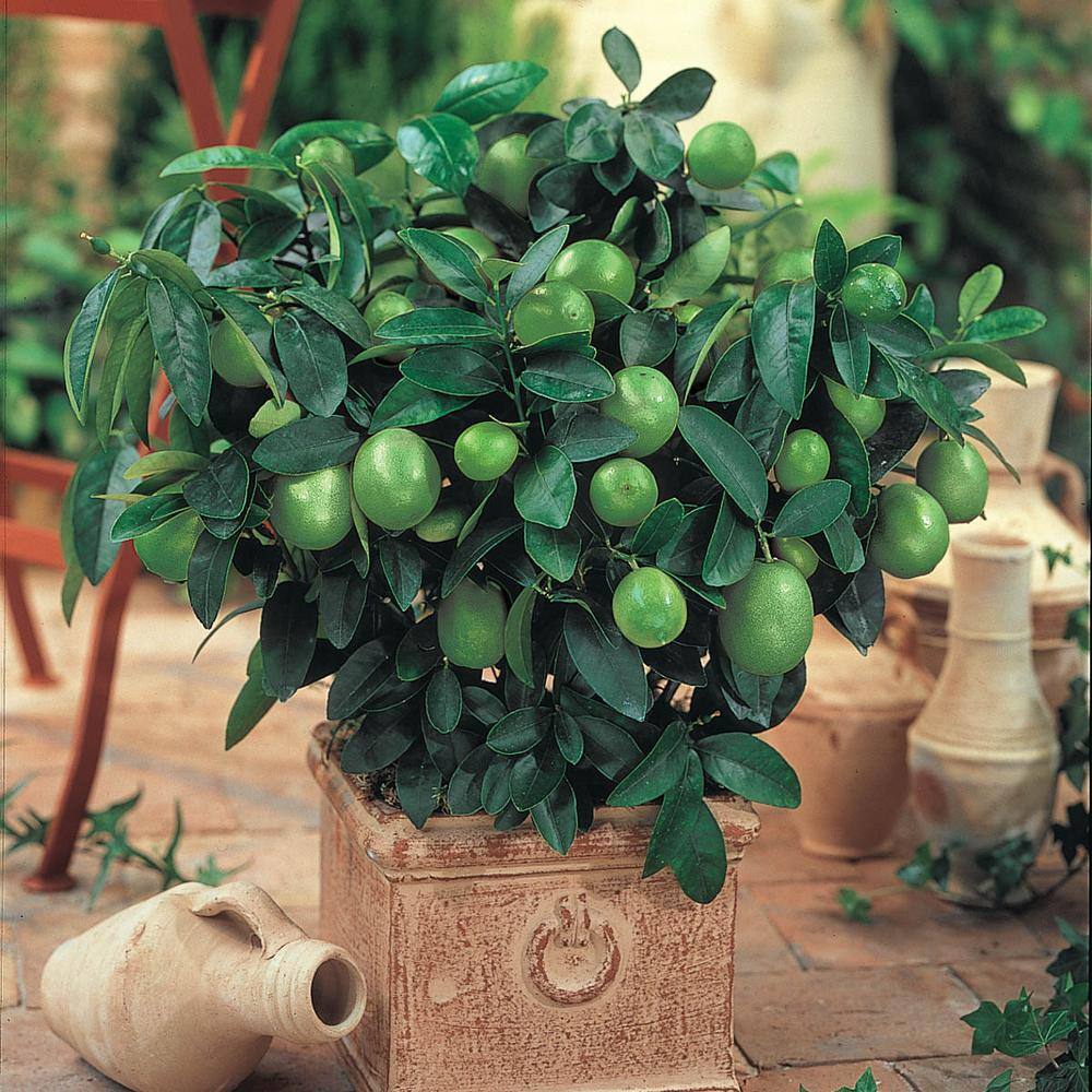 Gurney's 4 in. Pot Dwarf Key Lime Tree Live Tropical Plant White Flowers Mature to Green Fruit (1-Pack) 77301