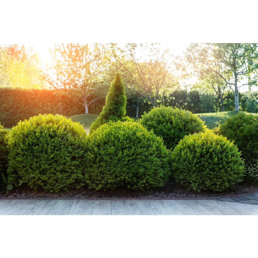 BELL NURSERY 2 Gal. Green Velvet Boxwood (Buxus) Live Evergreen Shrub BUXUS2GRE1PK