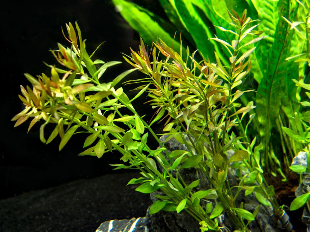 Vietnamese Rotala (Vietnam Hr'a) Bunch Live Aquarium Plants BUY2 GET1 FREE