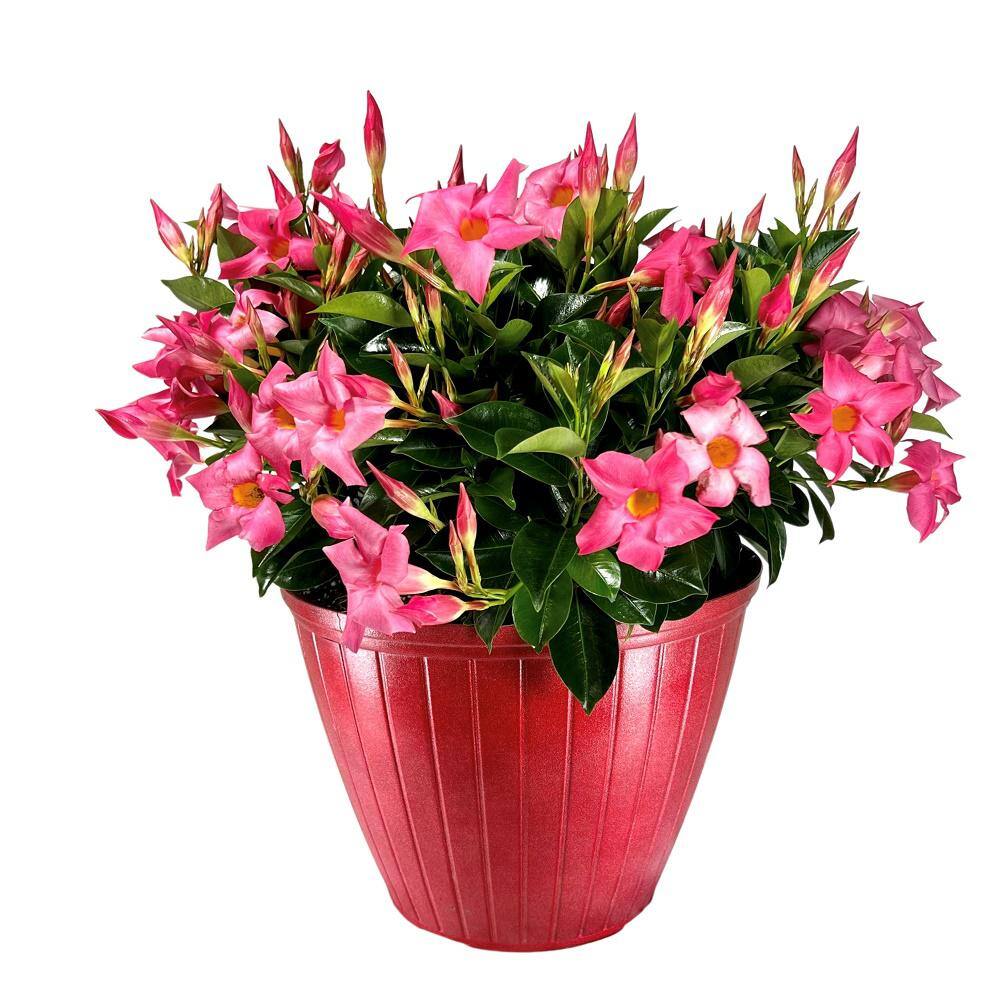 Rio 3.1 Gal. (#12) Patio Upgrade Dipladenia Flowering Annual Shrub with Red Pink or White Shades of Blooms 1002432947