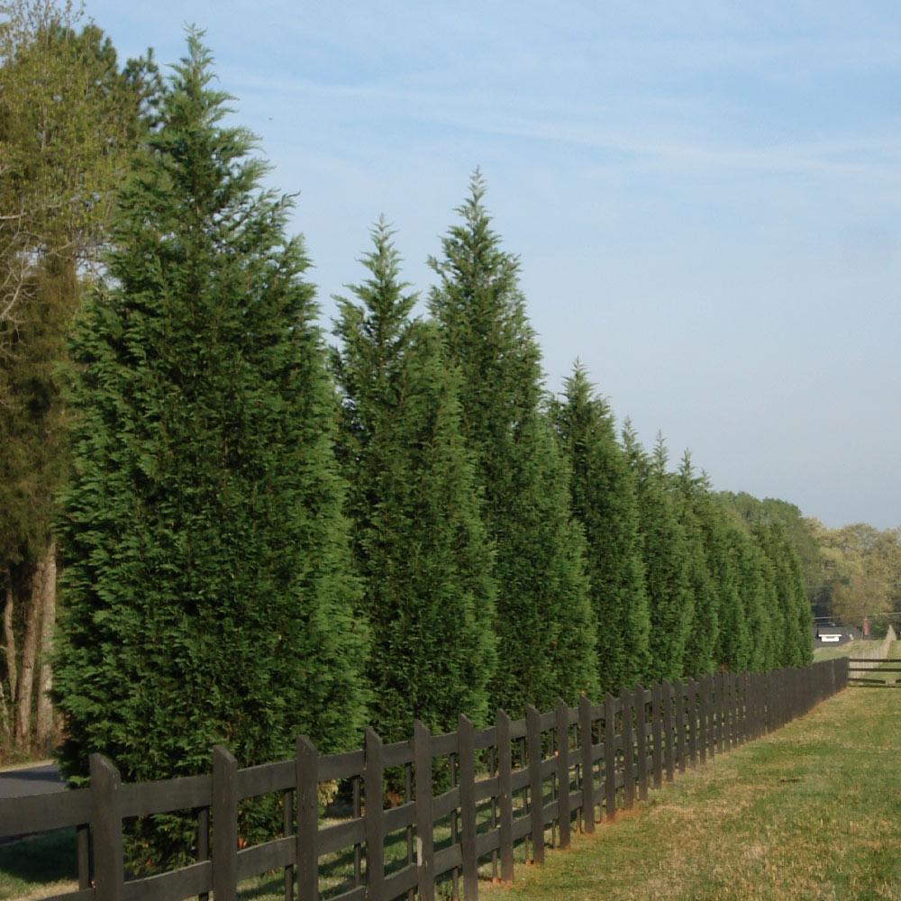 Leyland Cypress Tree