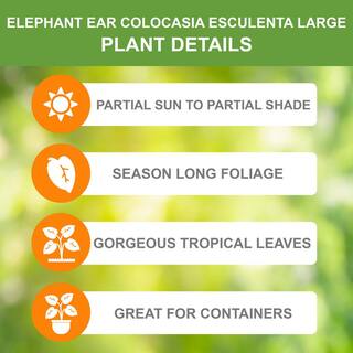 Garden State Bulb 1113 in. Colocasia Esculenta Large Elephant Ear Bulbs (Bag of 3) ECS-190-03-01