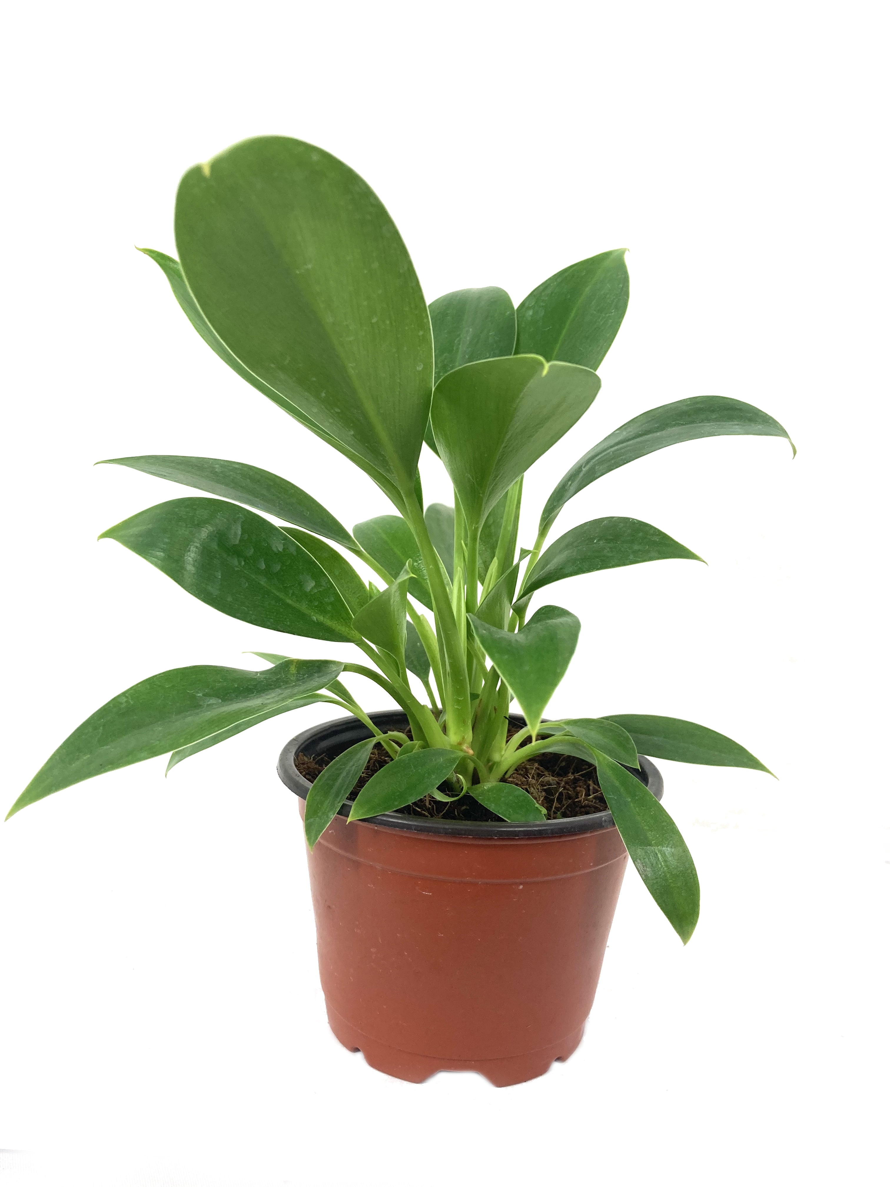 Philodendron Green Princess - Live Plant in a 4 inch Growers Pot - Philodendron 'Green Princess' - Extremely Rare Indoor Air Purifying Houseplant