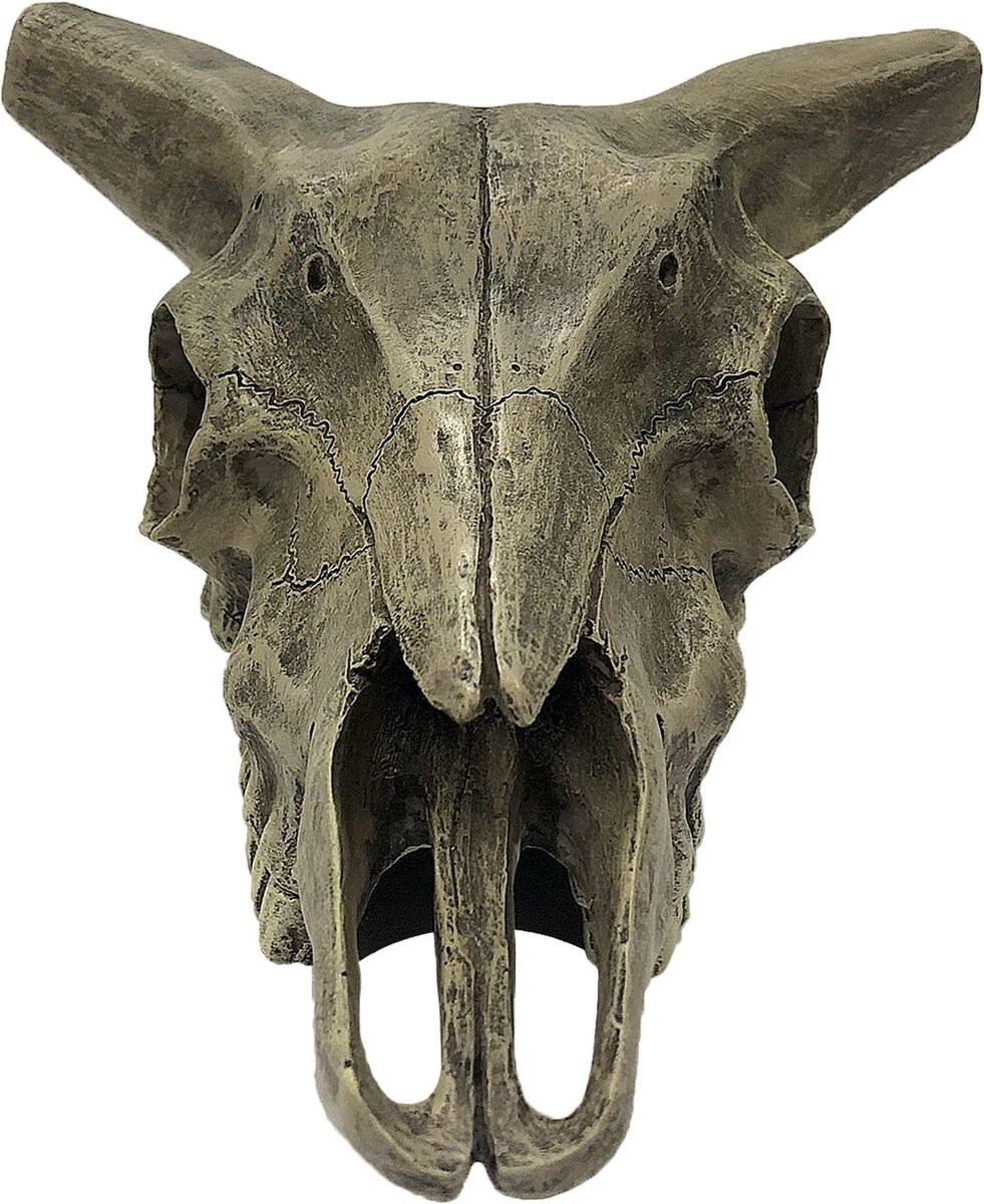 Komodo Deer Skull， Medium