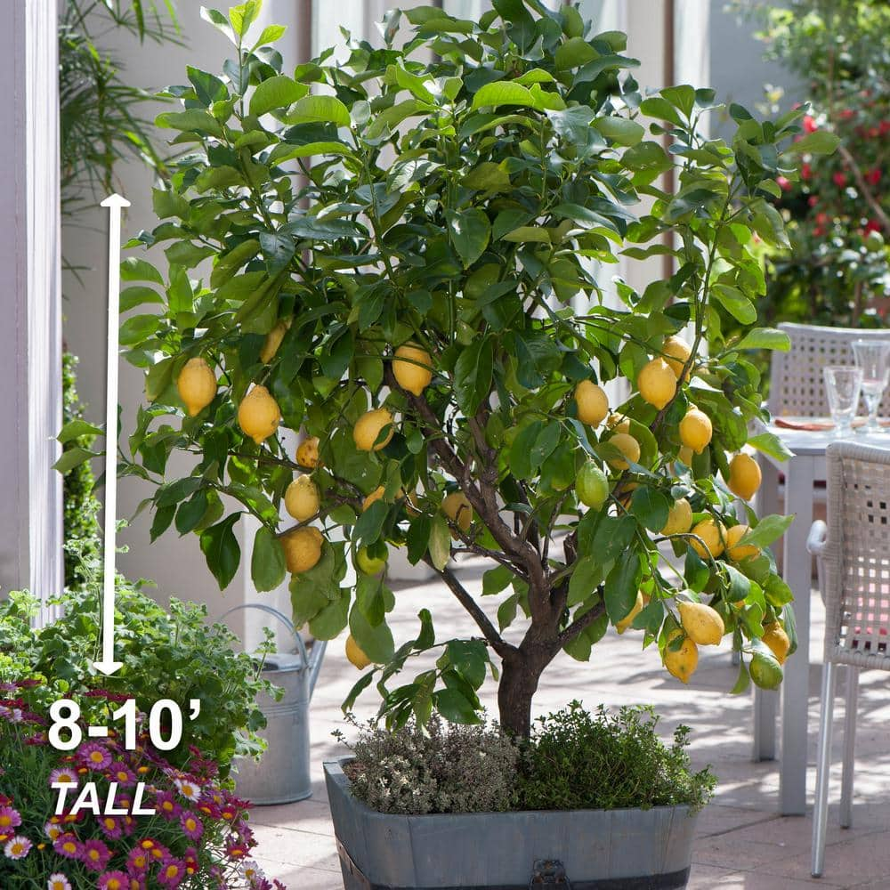 Garden State Bulb Meyer Lemon Tree Live Plant (1 gal. Pot) ECS-21-01-01