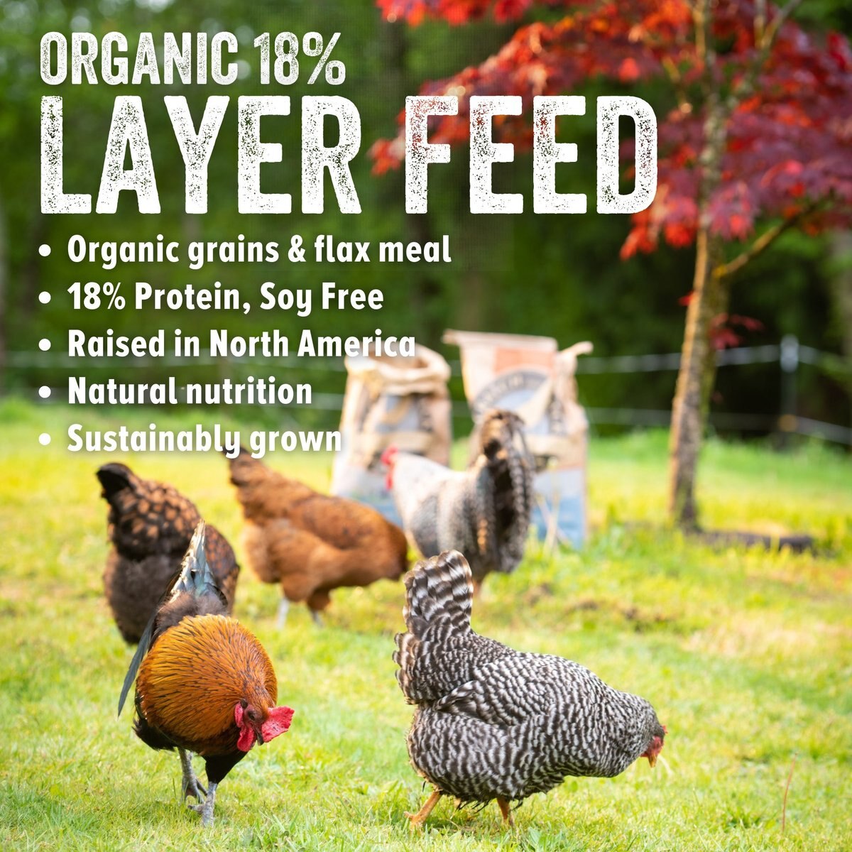 Scratch and Peck Feeds Naturally Free Organic Layer 18% Poultry Feed， 40-lb bag