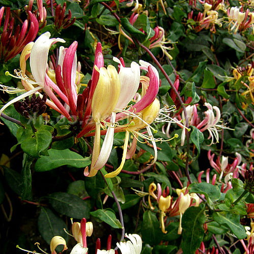 Serotina Belgica Honeysuckle Vine - Late Dutch - Lonicera - 2.5