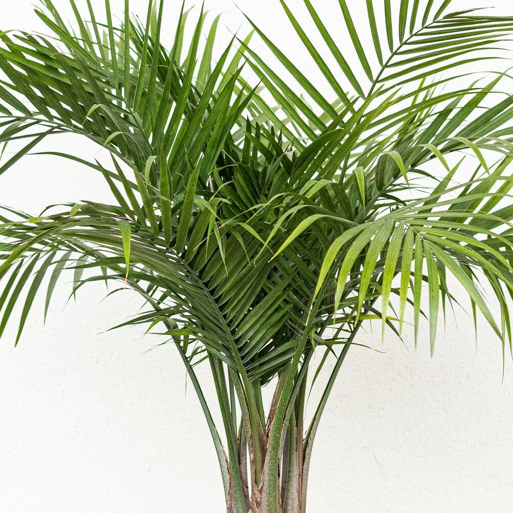 United Nursery Majesty Palm Live Indoor Outdoor Plant in 10 inch White Decor Pot 74509